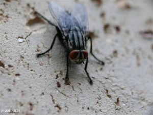 Red eye fly - ugly-800