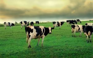 Cows-in-field-11