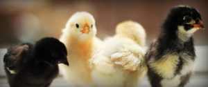 chicks_0